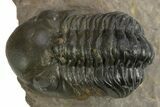 Reedops Trilobite - Atchana, Morocco #310638-1